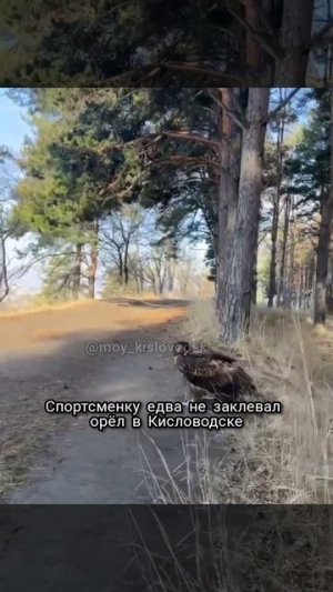 Орел напал на спортсменку в Кисловодске