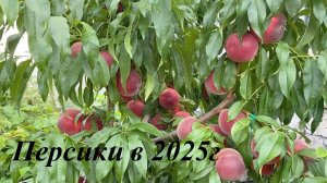 Самарская обл. Персики 2025