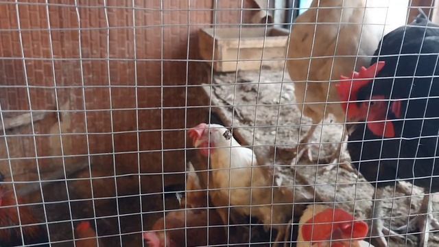 Мы с Люськой ленимся.