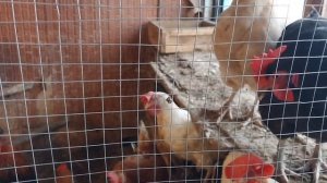 Мы с Люськой ленимся.