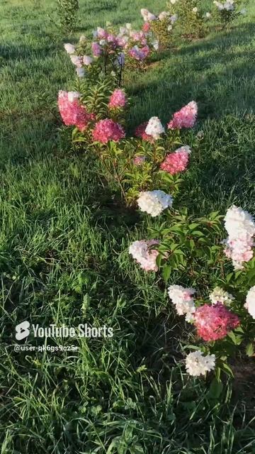 Ленинградская область. Хвойное. 29.08.2024. Цветы на даче. Гортензия пурпурная, меняет цвет с белого