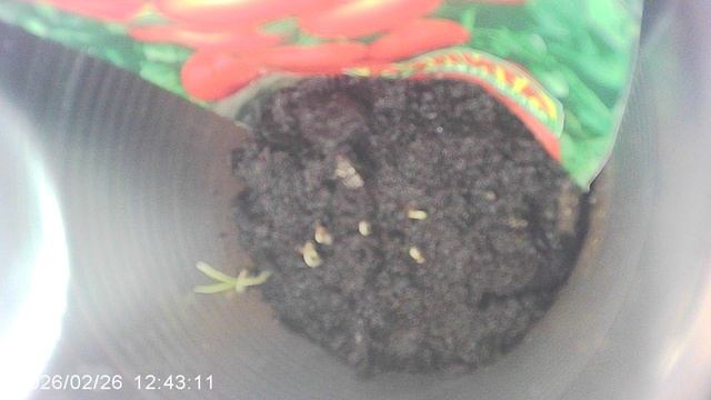 Обзор: из 10-и семян томата ОляФ1 взошли 7