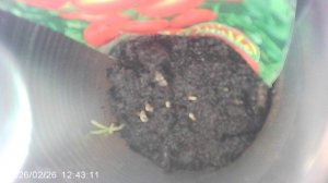 Обзор: из 10-и семян томата ОляФ1 взошли 7