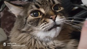 Полукровка "Мейн Кун" чуть не съел руку хозяина😆