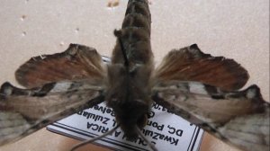 БРАЖНИКИ: 721. Temnora inornatum