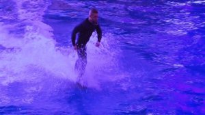 Фрагмент новой программы в дельфинарии "Планета Океан"