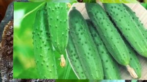 Огурцы - как собрать большой урожай