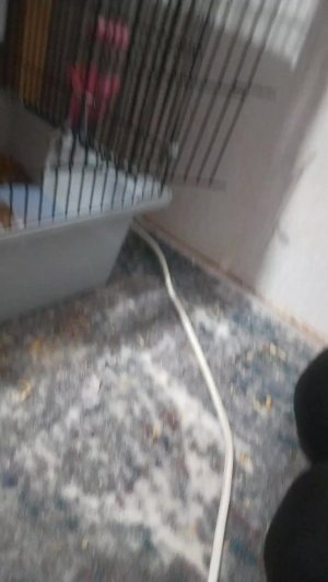 хомяки подросли!