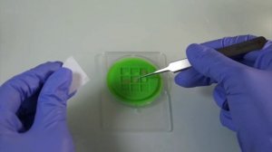 двойная окраска для электронной микроскопии двойное контрастирование образцов mp4