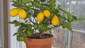 КАК ВЫРАСТИТЬ ЛИМОН ИЗ КОСТОЧКИ НА  ПОДОКОННИКЕ