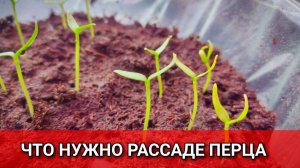 Рассада перца взошла, что делаем дальше для крепкой рассады на толстой ножке 🌶️🌱
