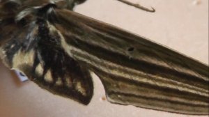 БРАЖНИКИ: 717. Xylophanes indistincta