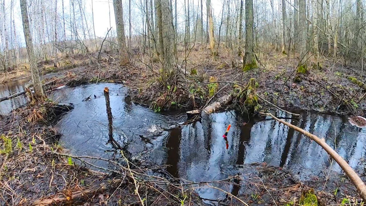 Секретные Места в Лесу. Наконец то Поймал ХАРИУСА. Смотреть до Конца. Реальная Рыбалка в Лесу 2025