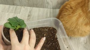 25 лет САЖАЮ РАССАДУ ОГУРЦОВ так! Секрет лучшего посева огурцов о котором молчат!