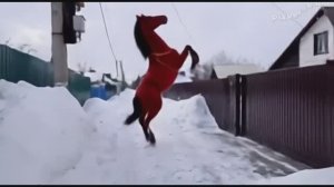 Проверили дачу/Обзор покупок из "Победы"/Нагуляли аппетит/Эффекты нейросети/Жизнь в России 🇷🇺