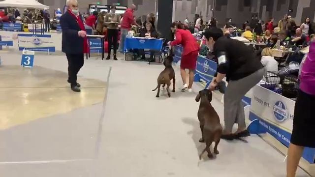 Баварская горнвя гончая КРАСИВАЯ СЧАСТЛИВАЯ ЖИЗНЬ БРЕД ПИТТ