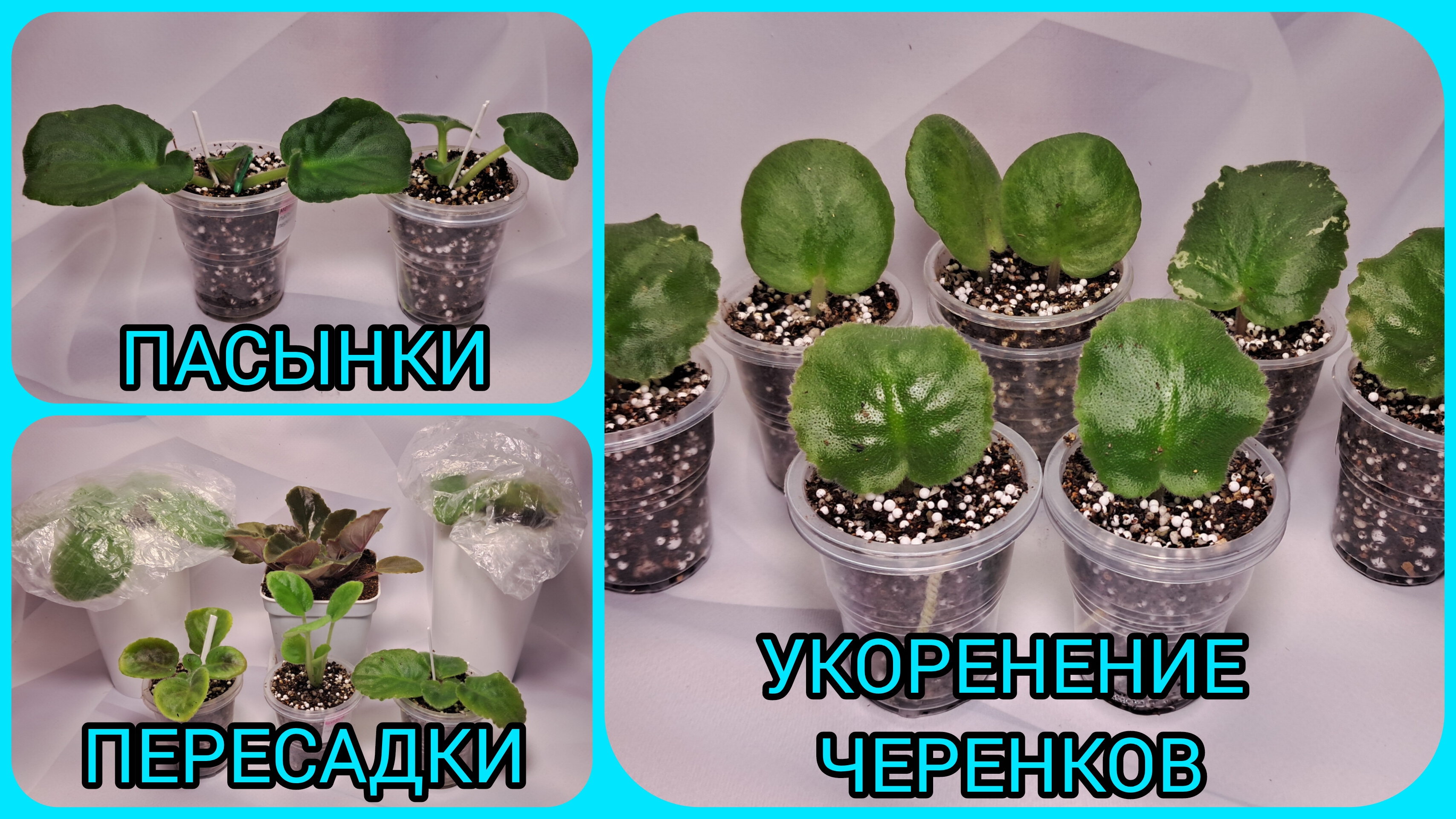 Пасынки фиалок. Пересадки фиалок. Укоренение черенков. смотреть онлайн