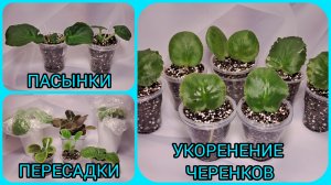 Пасынки фиалок. Пересадки фиалок. Укоренение черенков.