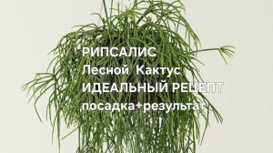Рипсалис,  идеальный рецепт посадка + результат