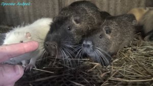 Даю нутрии ветки почему