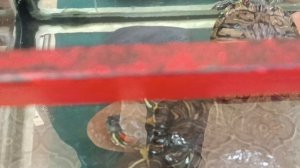 Довольные и чистые красноухие черепахи