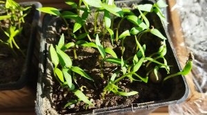 Что сделать, чтобы рассада была здоровой, крепкой и толстенькой