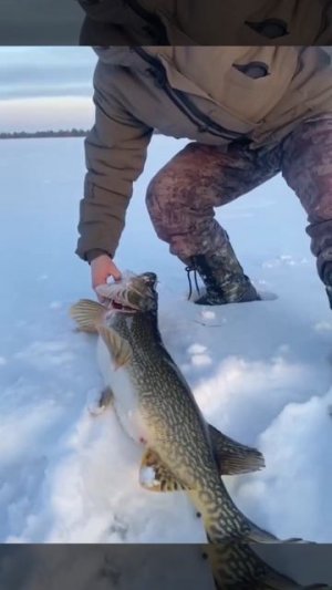 Ещё огромную щуку подвезли!.