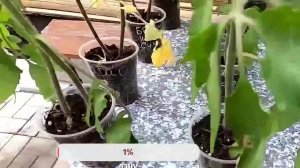 ДАЙТЕ РАССАДЕ ВКУСНОЕ! Лучшая подкормка для любой рассады от вытягивания. Так рассада станет толще!