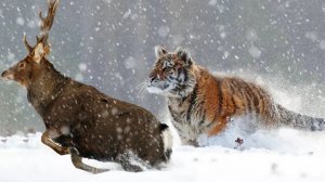 Его боятся ОЛЕНИ и даже МЕДВЕДИ! Амурский ТИГР - Царь Снежных ЛЕСОВ!