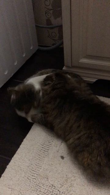 Кошечка Муся и кот Васька