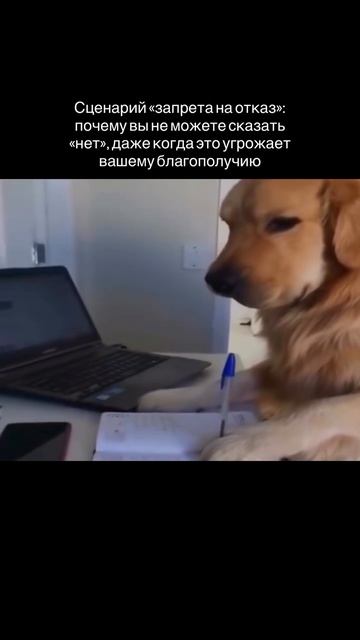 Почему не можете сказать "нет", даже когда это вредит, сценарий "запрета на отказ".