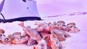 Наглядный пример как я ловлю окуня на блесну. Русская Зимняя рыбалка. Сибирия. Восточная Сибирь 2026