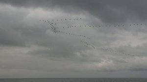 Зимние стаи бакланов пролетают вдоль берега Чёрного моря