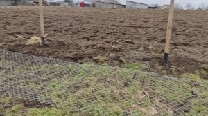 Сделал 40 метров забора, болезнь не отступает.