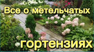 ВСЁ О МЕТЕЛЬЧАТЫХ ГОРТЕНЗИЯХ.