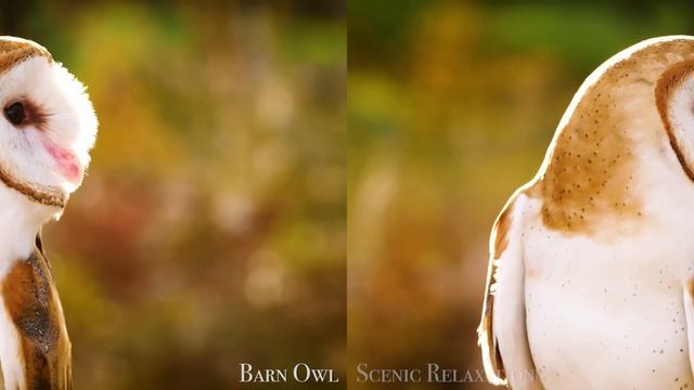 XREAL VR 3D VIDEO BIRDS OF THE WORLD смотреть онлайн