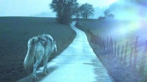 Garik Garik-Нет Правды,в этой Системе💥