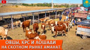 Крупнейший скотный рынок Алматинской области Аманат. Мал базар в Узынагаше. КРС, МРС, лошади и дыни!