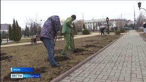 Десятки тысяч роз планируют высадить в столице Ингушетии