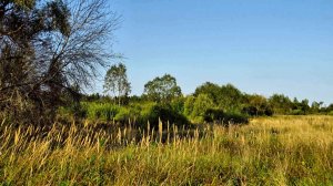 Летние травы...