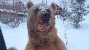 Приколы с животными🤗 Смешные видео про животных 🤗СМЕШНОЕ ВИДЕО😍 Наши любимые смешные животные