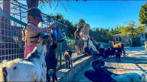 Козочки не отходят от Ангелины ни на шаг и ждут угощений!