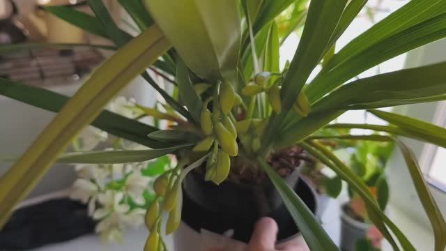 На даче орхидеи цимбидиумы, цветоносов тьма 😄. Снега тоже. Маруся. Деленка дома. смотреть онлайн