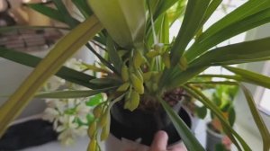 На даче орхидеи цимбидиумы, цветоносов тьма 😄. Снега тоже. Маруся. Деленка дома.