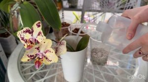 БЕЗ СТРЕССА правильная пересадка Азиатской цветущей орхидеи