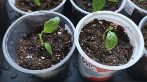 Как спасти рассаду перцев?🤦 Ничего не помогает 😸