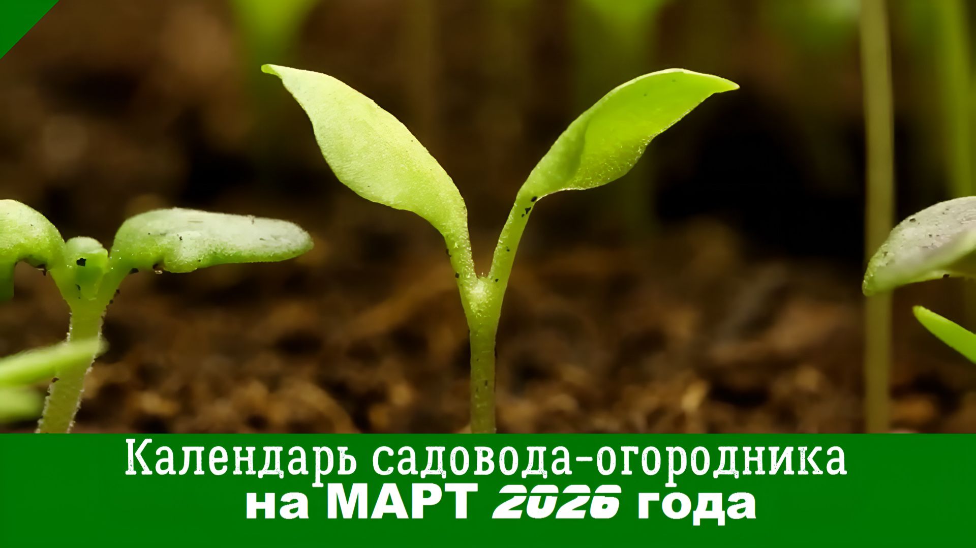Лунный ПОСЕВНОЙ КАЛЕНДАРЬ НА МАРТ 2026 года. Что нужно посеять в марте