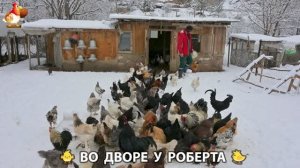 Содержание кур в домашних условиях и других птиц во дворе у Роберта 🐣🐤🦆🐔🪿🦃 (430)