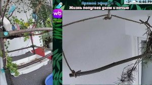 Волнистые попугаи 🦜🦜🦜 | авиарий на балконе📍