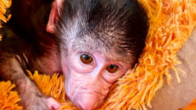 НЕОЖИДАННО! Мы заметили, что Финик относится к Николь так же, как к ему относилась в детстве Анфиса! смотреть онлайн